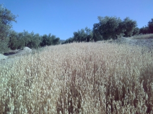 Cultivo de cebada entre olivar del caso de estudio de Diverfarming