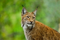 En la imagen, un lince europeo