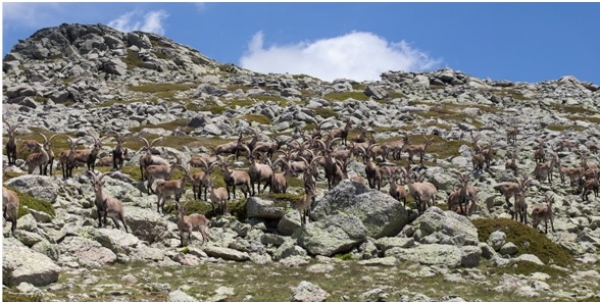 Ungulados en Parque Nacional